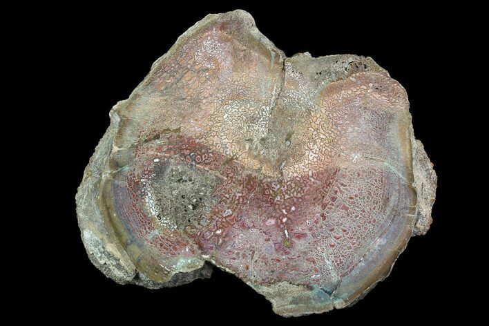 Agatized Dinosaur Bone (Gembone) Vertebra End Section #94919